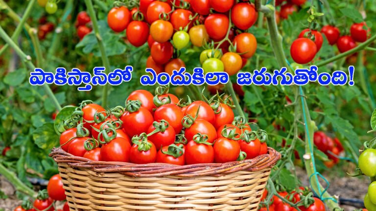 ఐదు రెట్లు పెరిగిన టమోటా ధరలు: పాకిస్తాన్‌లో ఎందుకిలా జరుగుతోంది!