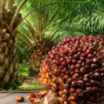 Oil Palm Cultivation