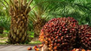 Oil Palm Cultivation