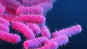 Shigella Disease