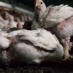 Health Risks of Chicken Parts