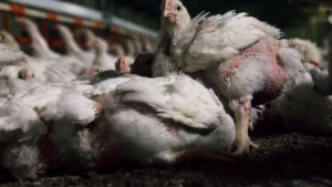 Health Risks of Chicken Parts