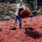 Khammam Chilli Prices