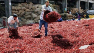 Khammam Chilli Prices