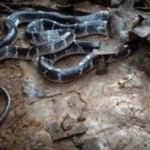 A Common Krait snake with black and white bands, highlighting its distinctive appearance.