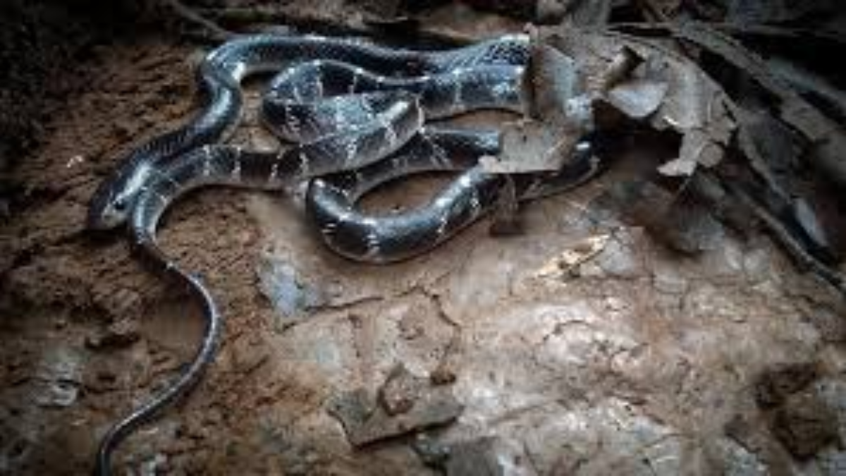A Common Krait snake with black and white bands, highlighting its distinctive appearance.