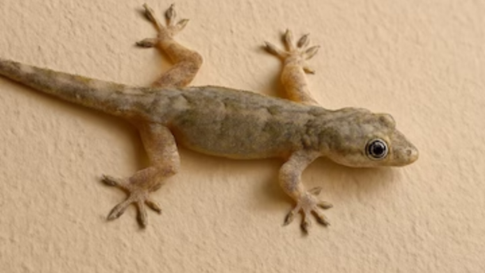 Lizard removal home remedies