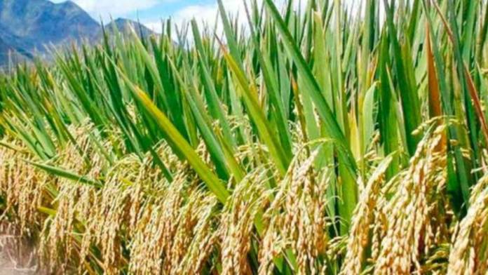 Nadendla Manohar Paddy Varieties Warning