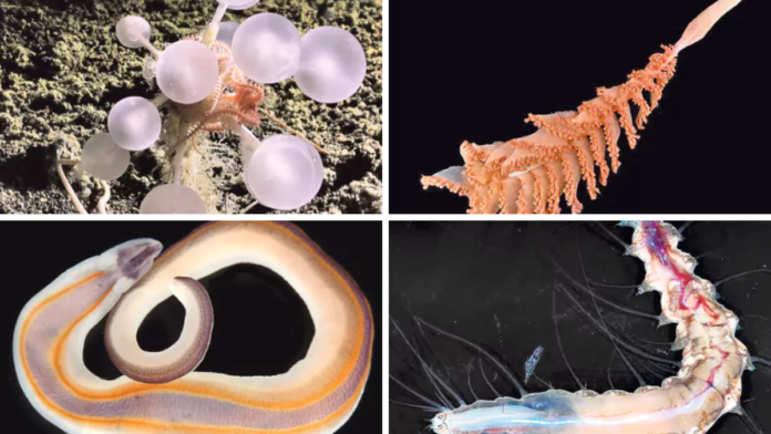 New Marine Species Discovered